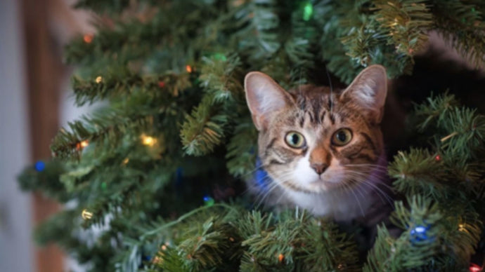 I thought I saw a Better Bedder®