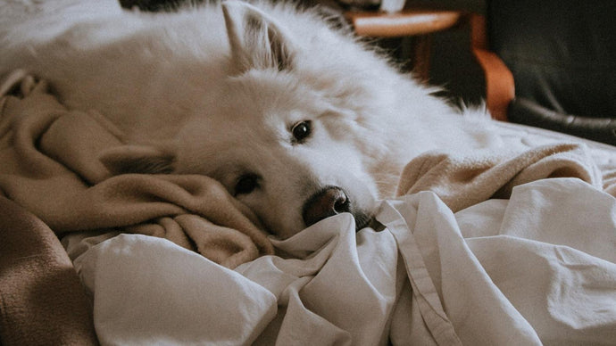 You should've bought a Better Bedder!